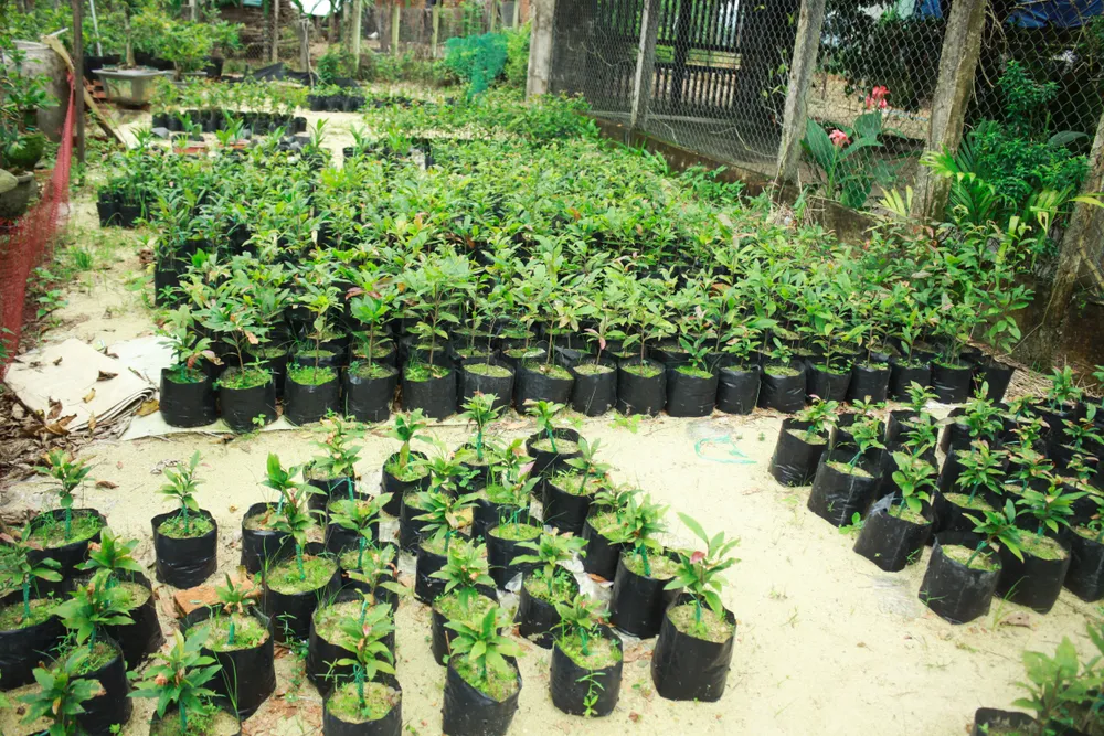 Quảng Ngãi: Tiết trời se lạnh, thách thức nhà vườn trồng hoa tết ảnh 5