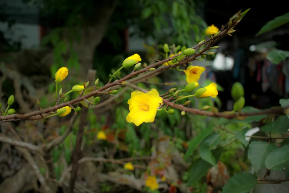 Quảng Ngãi: Tiết trời se lạnh, thách thức nhà vườn trồng hoa tết ảnh 15