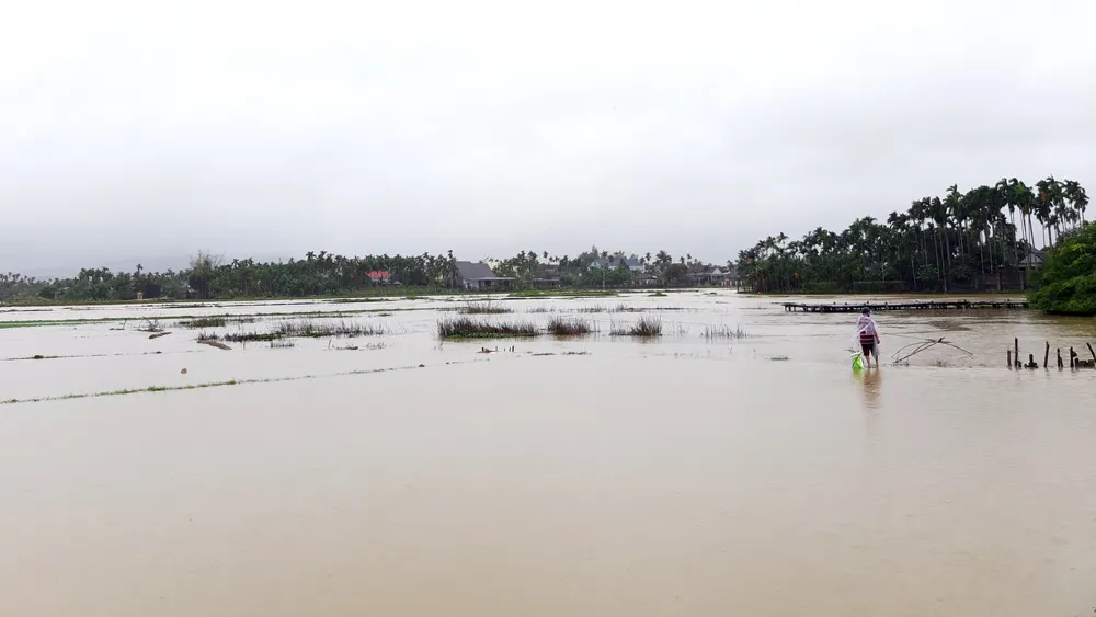 Hơn 1.049ha diện tích ruộng mới gieo sạ tại huyện Nghĩa Hành bị ngập úng