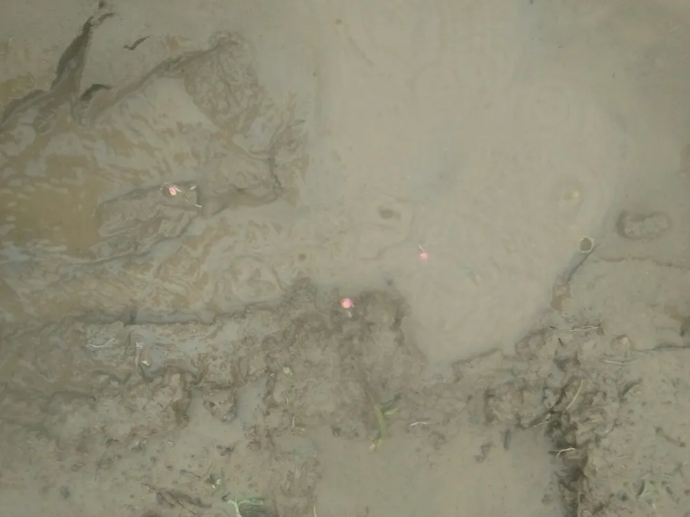 Quảng Ngãi: Mưa lớn, hàng ngàn hecta lúa mới sạ bị ngập úng nặng ảnh 3