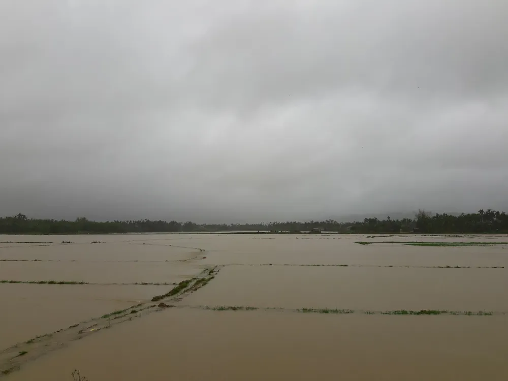 Quảng Ngãi: Mưa lớn, hàng ngàn hecta lúa mới sạ bị ngập úng nặng ảnh 1
