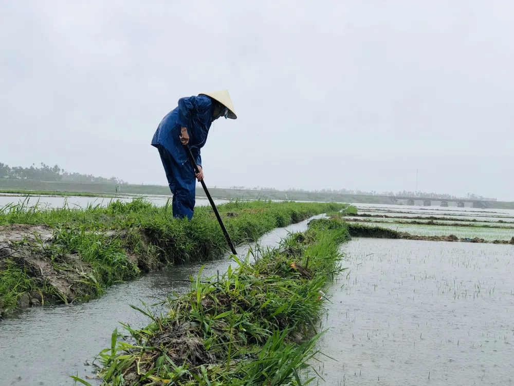 Quảng Ngãi: Mưa lớn, hàng ngàn hecta lúa mới sạ bị ngập úng nặng ảnh 4