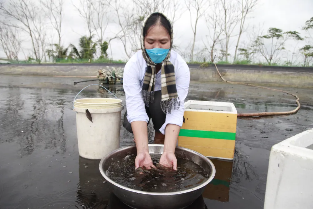 Quảng Ngãi: Nuôi thử nghiệm thành công cá bống cát, đặc sản sông Trà ảnh 2