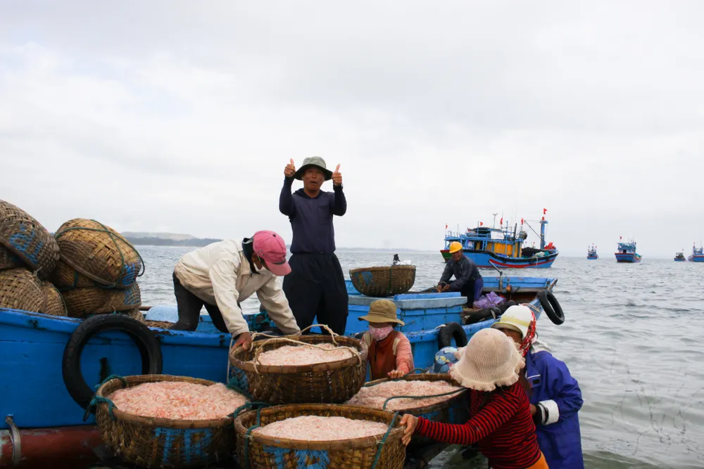 Ngư dân Quảng Ngãi trúng đậm mùa ruốc cuối năm ảnh 4