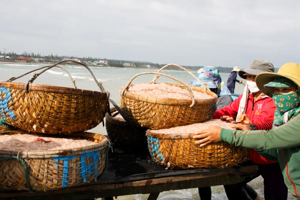 Ngư dân Quảng Ngãi trúng đậm mùa ruốc cuối năm ảnh 1