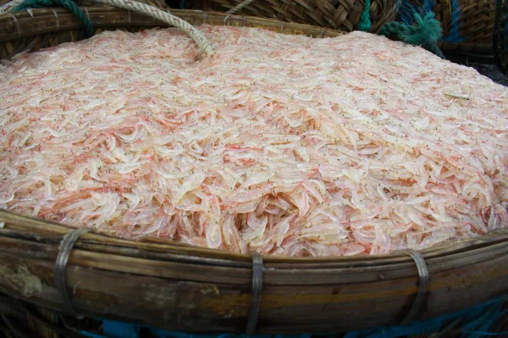 Ngư dân Quảng Ngãi trúng đậm mùa ruốc cuối năm ảnh 8