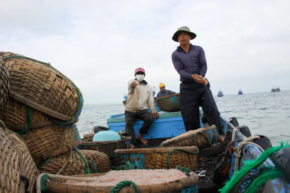 Ngư dân Quảng Ngãi trúng đậm mùa ruốc cuối năm ảnh 3