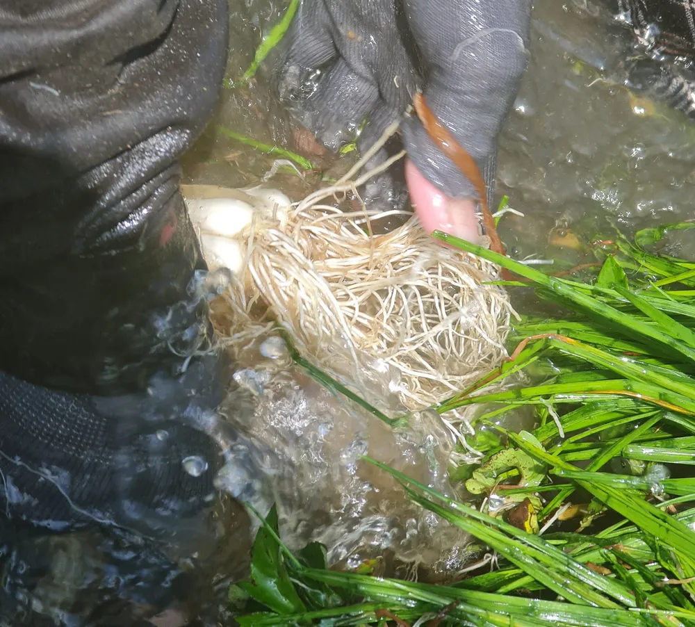 Quảng Ngãi: Kiệu tết tăng giá, nông dân vui mừng ảnh 8