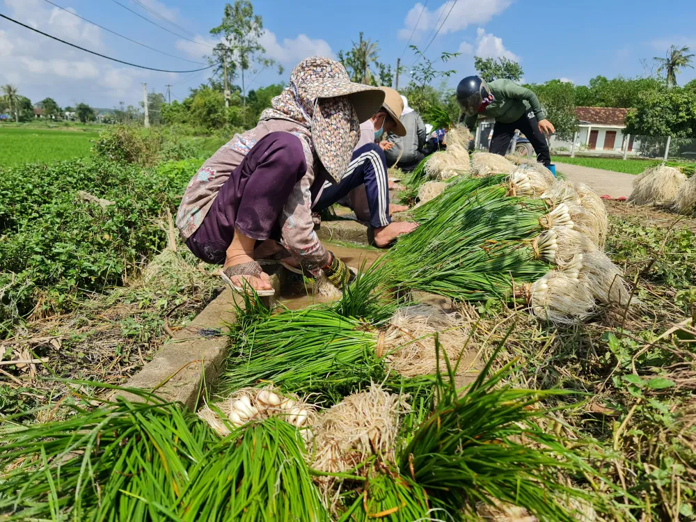 Quảng Ngãi: Kiệu tết tăng giá, nông dân vui mừng ảnh 4