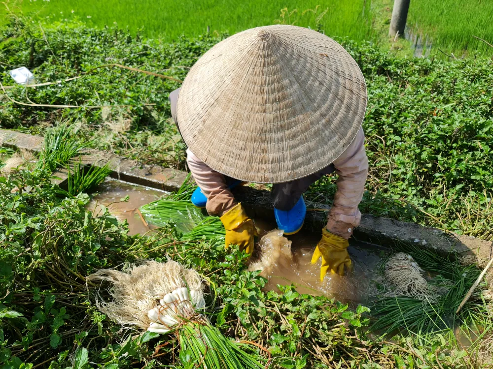 Quảng Ngãi: Kiệu tết tăng giá, nông dân vui mừng ảnh 5