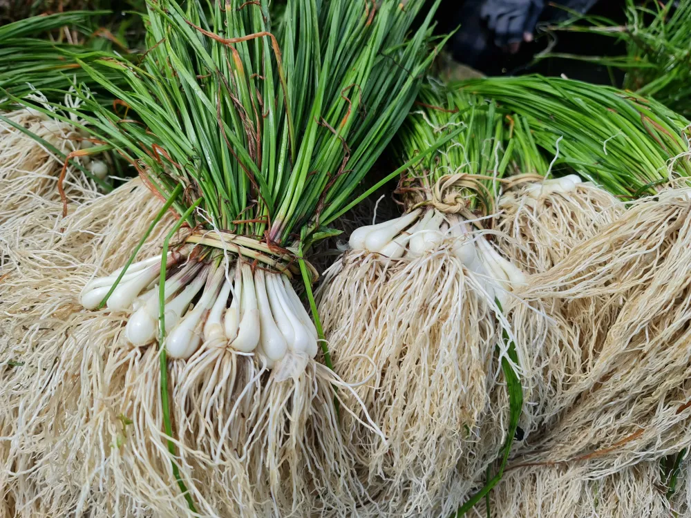 Quảng Ngãi: Kiệu tết tăng giá, nông dân vui mừng ảnh 2