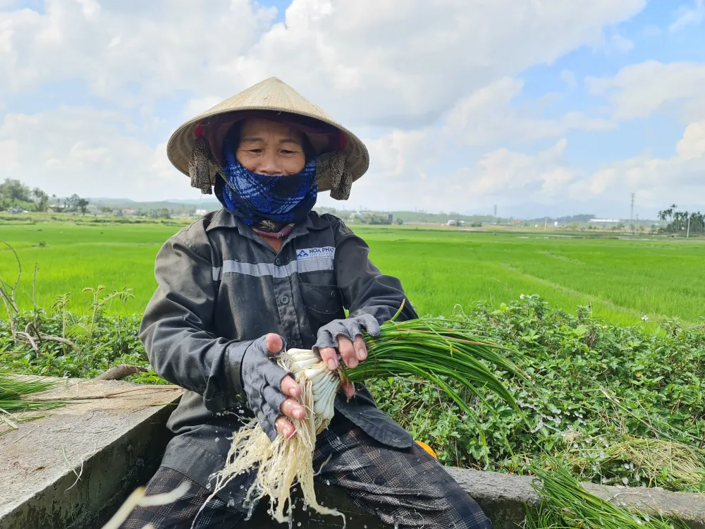 Quảng Ngãi: Kiệu tết tăng giá, nông dân vui mừng ảnh 9