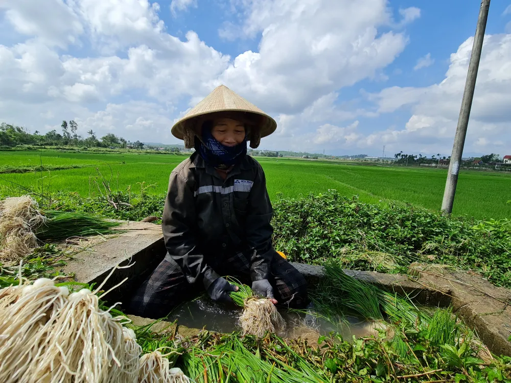 Quảng Ngãi: Kiệu tết tăng giá, nông dân vui mừng ảnh 6