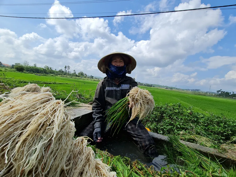 Quảng Ngãi: Kiệu tết tăng giá, nông dân vui mừng ảnh 7