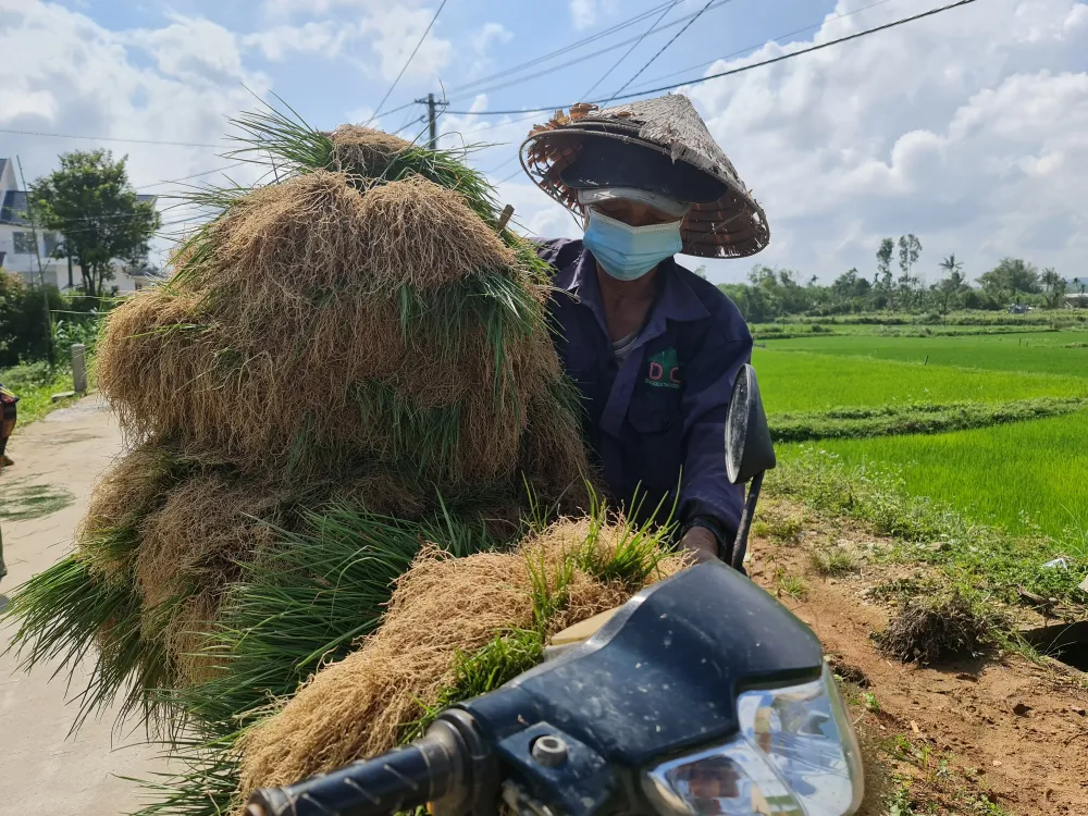 Quảng Ngãi: Kiệu tết tăng giá, nông dân vui mừng ảnh 1