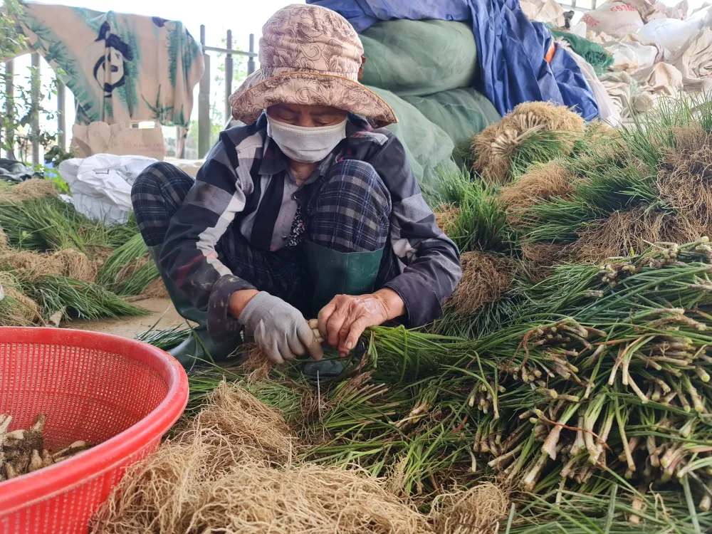 Quảng Ngãi: Kiệu tết tăng giá, nông dân vui mừng ảnh 3