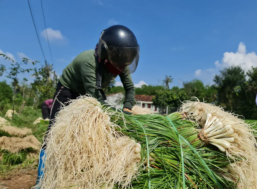 Quảng Ngãi: Kiệu tết tăng giá, nông dân vui mừng ảnh 10