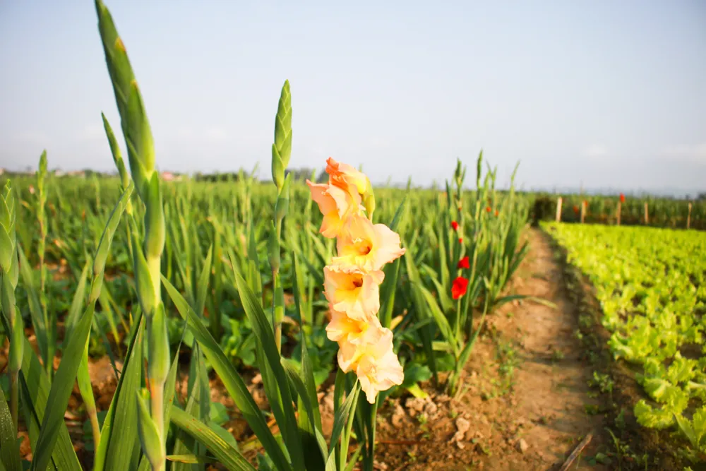 Làng hoa lay ơn Quảng Ngãi ngày giáp tết  ảnh 4