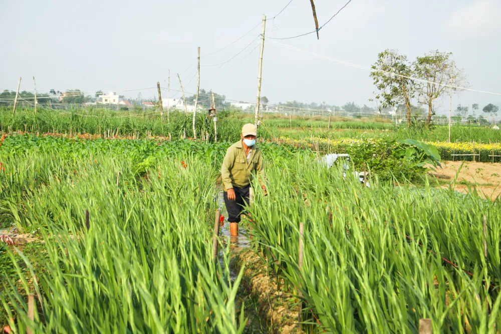 Làng hoa lay ơn Quảng Ngãi ngày giáp tết  ảnh 3