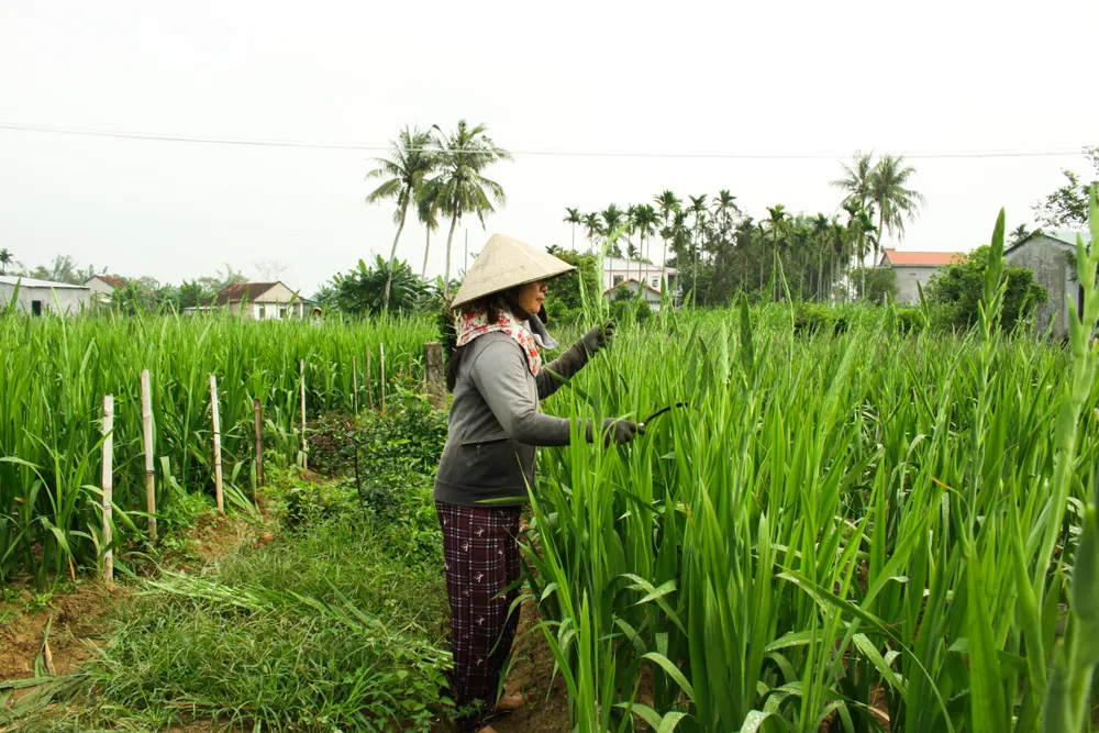 Làng hoa lay ơn Quảng Ngãi ngày giáp tết  ảnh 6