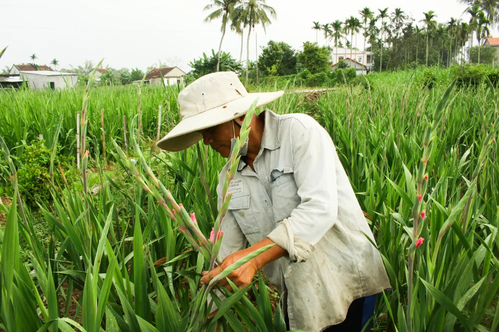 Làng hoa lay ơn Quảng Ngãi ngày giáp tết  ảnh 9