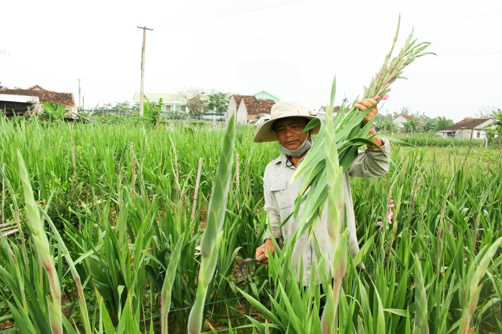 Làng hoa lay ơn Quảng Ngãi ngày giáp tết  ảnh 10