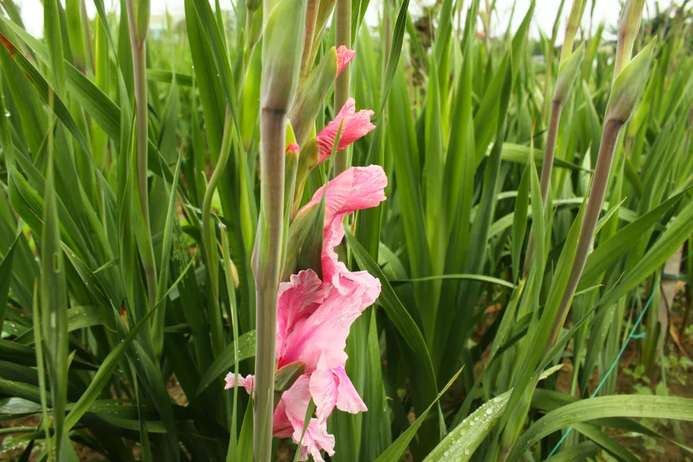 Làng hoa lay ơn Quảng Ngãi ngày giáp tết  ảnh 8