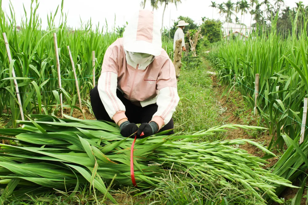 Làng hoa lay ơn Quảng Ngãi ngày giáp tết  ảnh 11