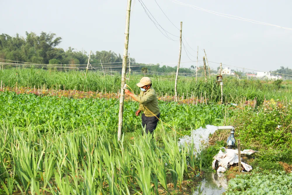Làng hoa lay ơn Quảng Ngãi ngày giáp tết  ảnh 2