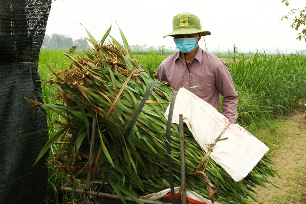 Làng hoa lay ơn Quảng Ngãi ngày giáp tết  ảnh 15