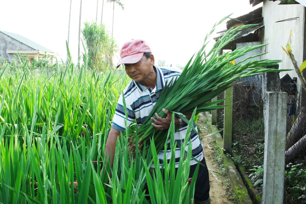 Làng hoa lay ơn Quảng Ngãi ngày giáp tết  ảnh 5