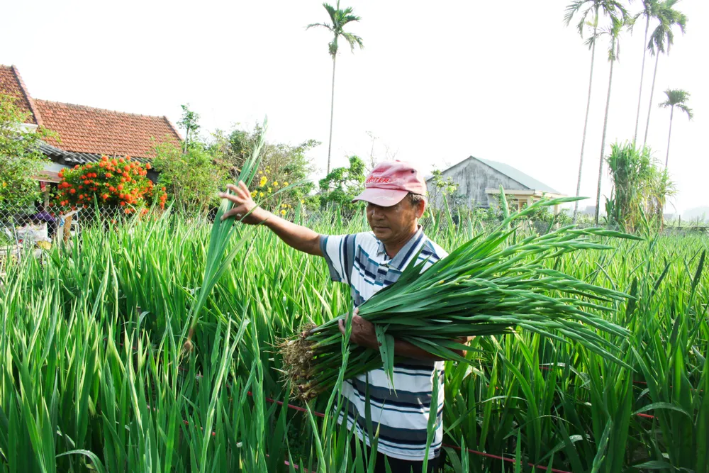 Làng hoa lay ơn Quảng Ngãi ngày giáp tết  ảnh 1
