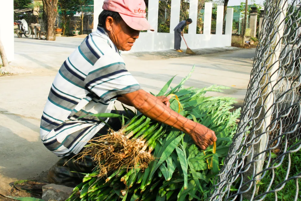 Làng hoa lay ơn Quảng Ngãi ngày giáp tết  ảnh 12