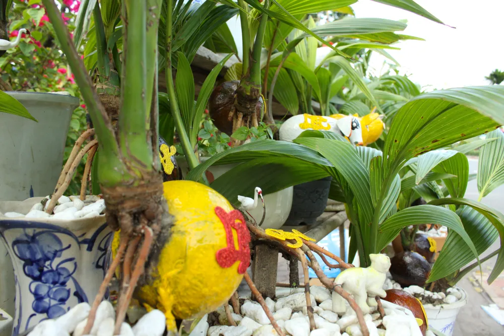 Dừa bonsai tết hình con giáp độc đáo ở Quảng Ngãi ảnh 8