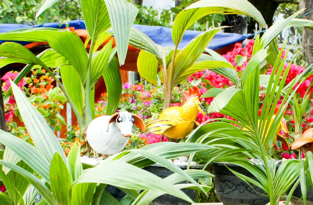 Dừa bonsai tết hình con giáp độc đáo ở Quảng Ngãi ảnh 6