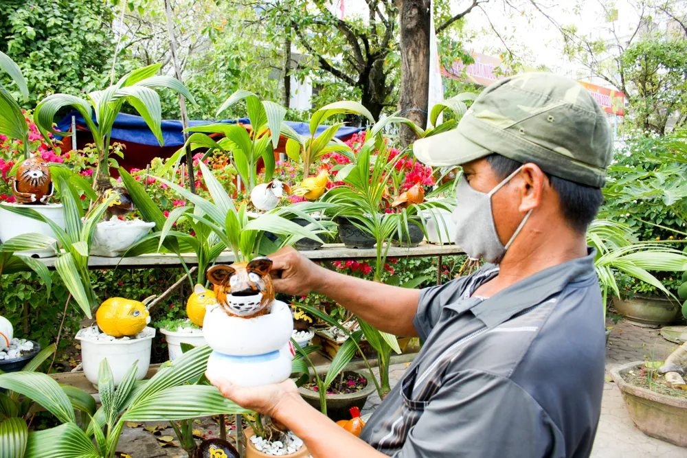 Dừa bonsai tết hình con giáp độc đáo ở Quảng Ngãi ảnh 2