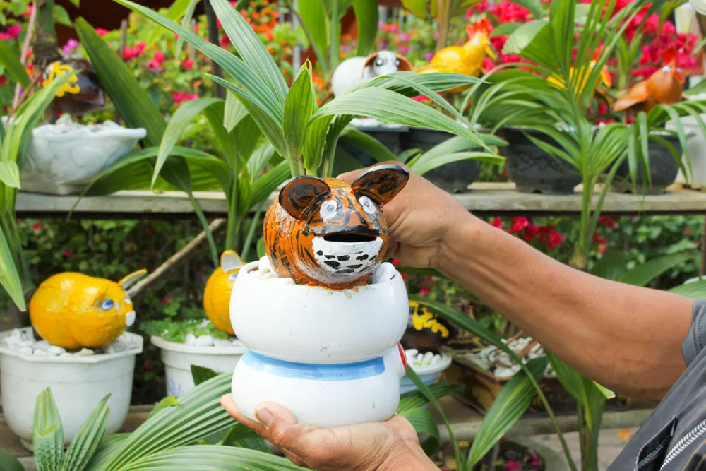 Dừa bonsai tết hình con giáp độc đáo ở Quảng Ngãi ảnh 3