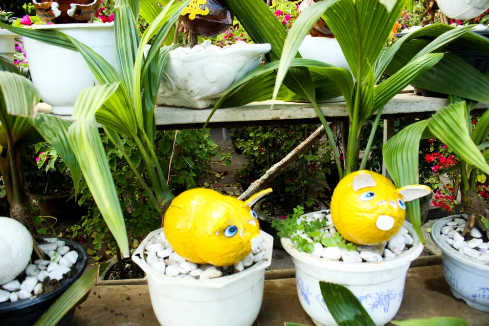 Dừa bonsai tết hình con giáp độc đáo ở Quảng Ngãi ảnh 4