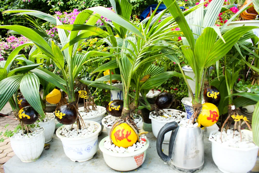 Dừa bonsai tết hình con giáp độc đáo ở Quảng Ngãi ảnh 7