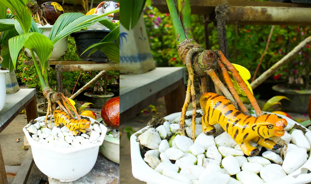 Dừa bonsai tết hình con giáp độc đáo ở Quảng Ngãi ảnh 1