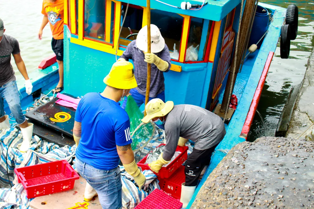 Đầu năm, ngư dân Quảng Ngãi trúng đậm cá cơm, cá nục ảnh 1