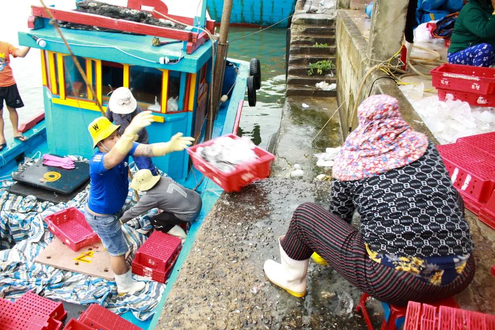 Đầu năm, ngư dân Quảng Ngãi trúng đậm cá cơm, cá nục ảnh 4