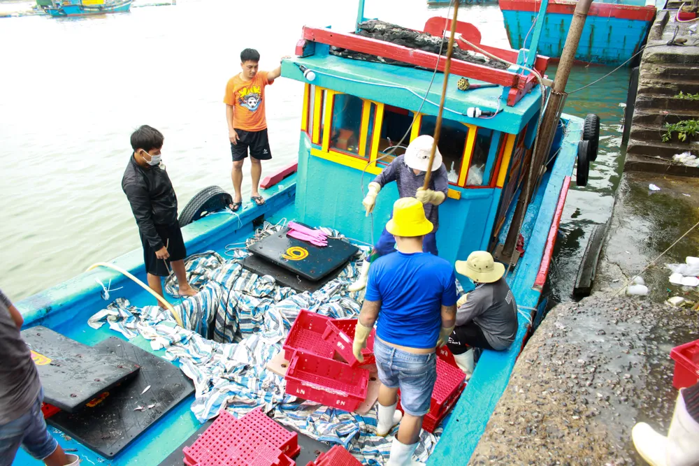 Đầu năm, ngư dân Quảng Ngãi trúng đậm cá cơm, cá nục ảnh 3