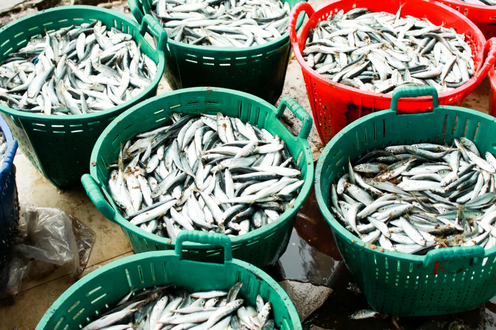 Đầu năm, ngư dân Quảng Ngãi trúng đậm cá cơm, cá nục ảnh 2