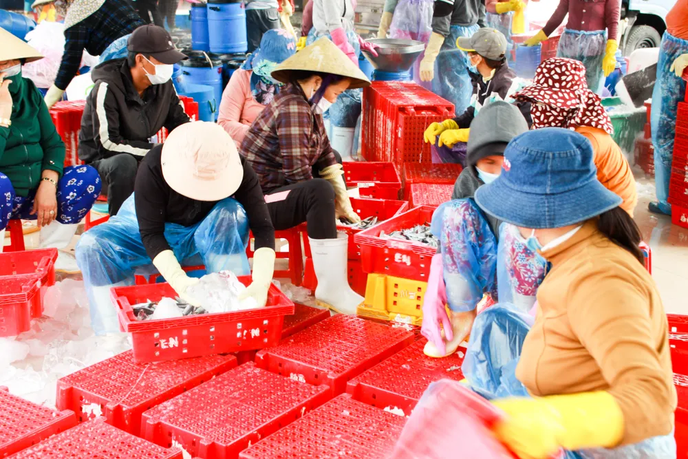 Đầu năm, ngư dân Quảng Ngãi trúng đậm cá cơm, cá nục ảnh 5