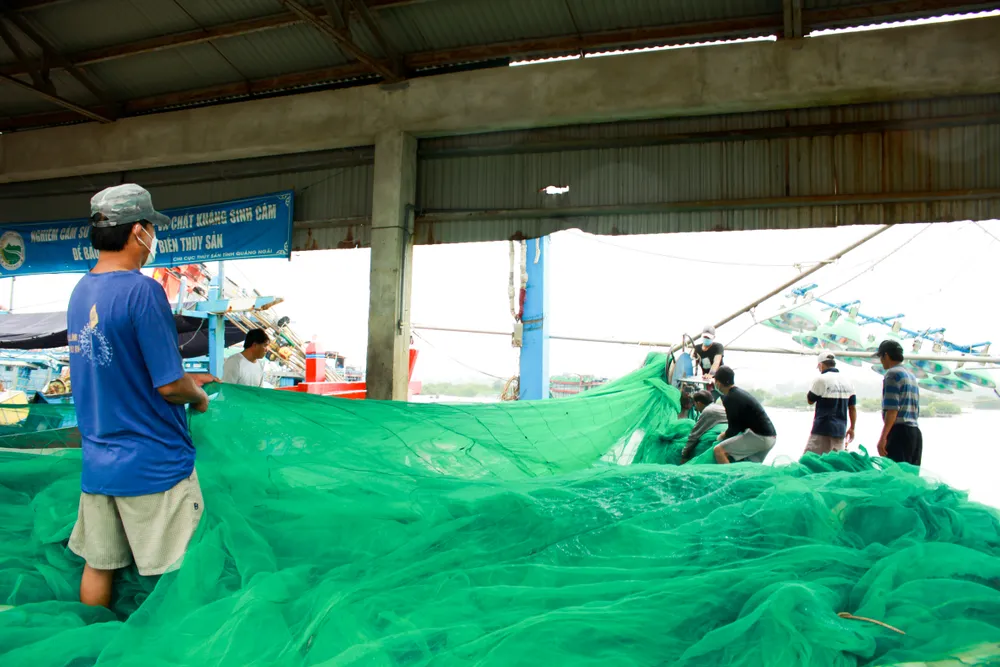 Đầu năm, ngư dân Quảng Ngãi trúng đậm cá cơm, cá nục ảnh 9