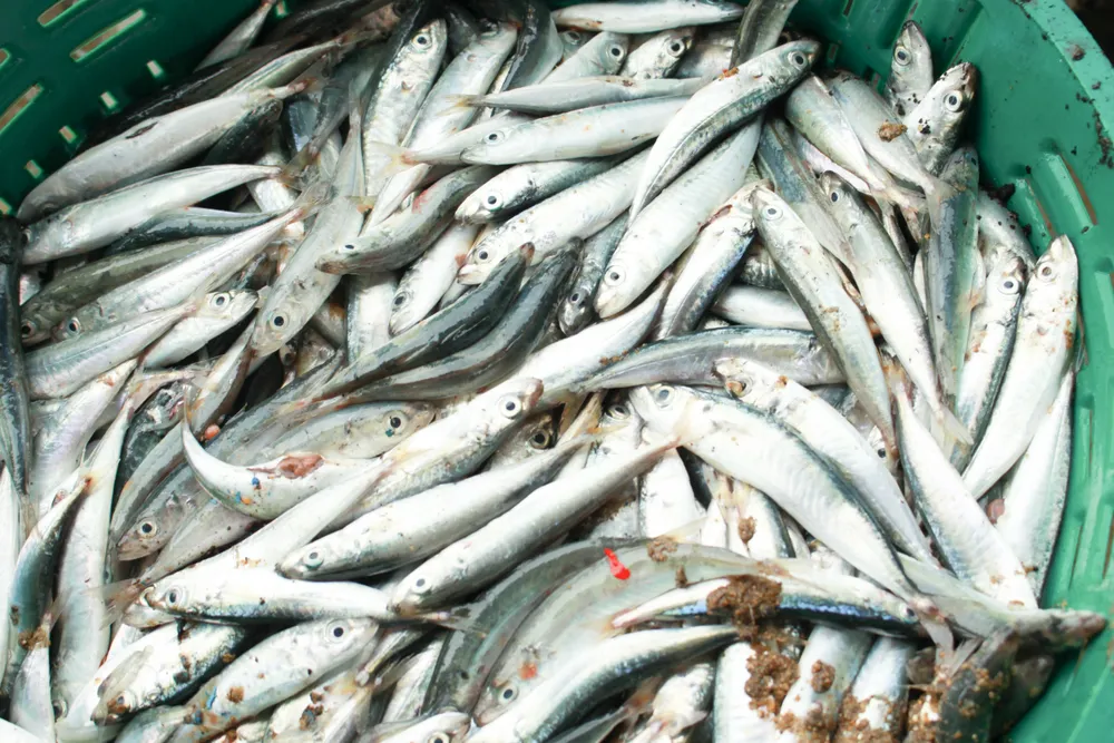 Đầu năm, ngư dân Quảng Ngãi trúng đậm cá cơm, cá nục ảnh 7