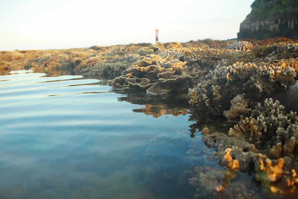 Nâng cao vai trò cộng đồng trong quản lý bảo vệ nguồn lợi thủy sản, chống khai thác thủy sản bất hợp pháp ảnh 2