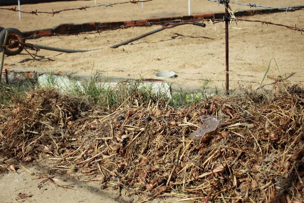 Quảng Ngãi: Hành tím hư hại nặng do sâu bệnh tấn công ảnh 7