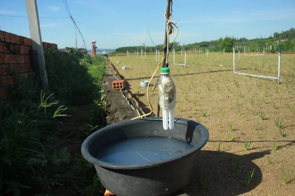 Quảng Ngãi: Hành tím hư hại nặng do sâu bệnh tấn công ảnh 6